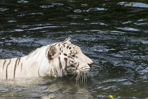 Free White Tiger Tiger photo and picture
