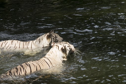 Free White Tigers Tigers photo and picture
