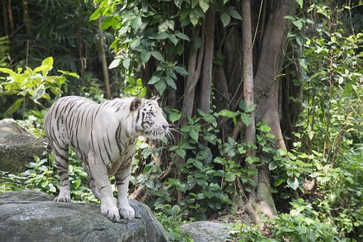 Free White Tiger Tigers photo and picture