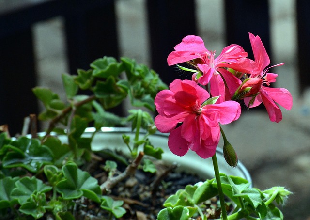 Free Geranium Garden Plant photo and picture
