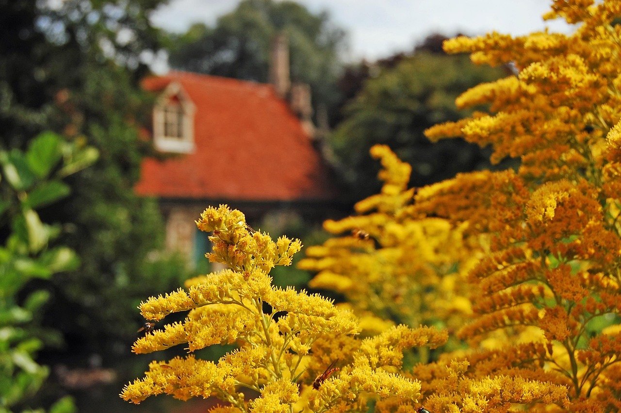 Mill - free online jigsaw puzzle photo