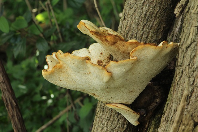 Free Mushroom Shelf Mushroom photo and picture