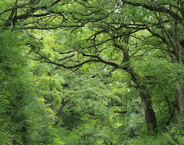 Free Forest Green photo and picture