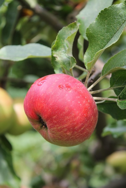 Free Apple Tree photo and picture
