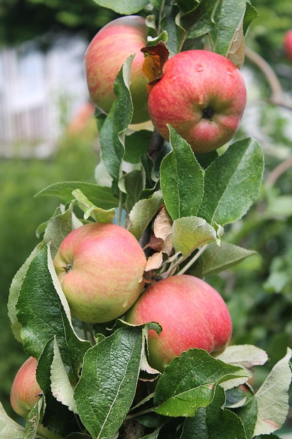 Free Apple Tree Apples photo and picture