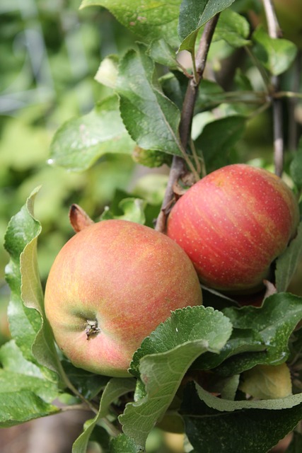 Free Apple Tree Apples photo and picture
