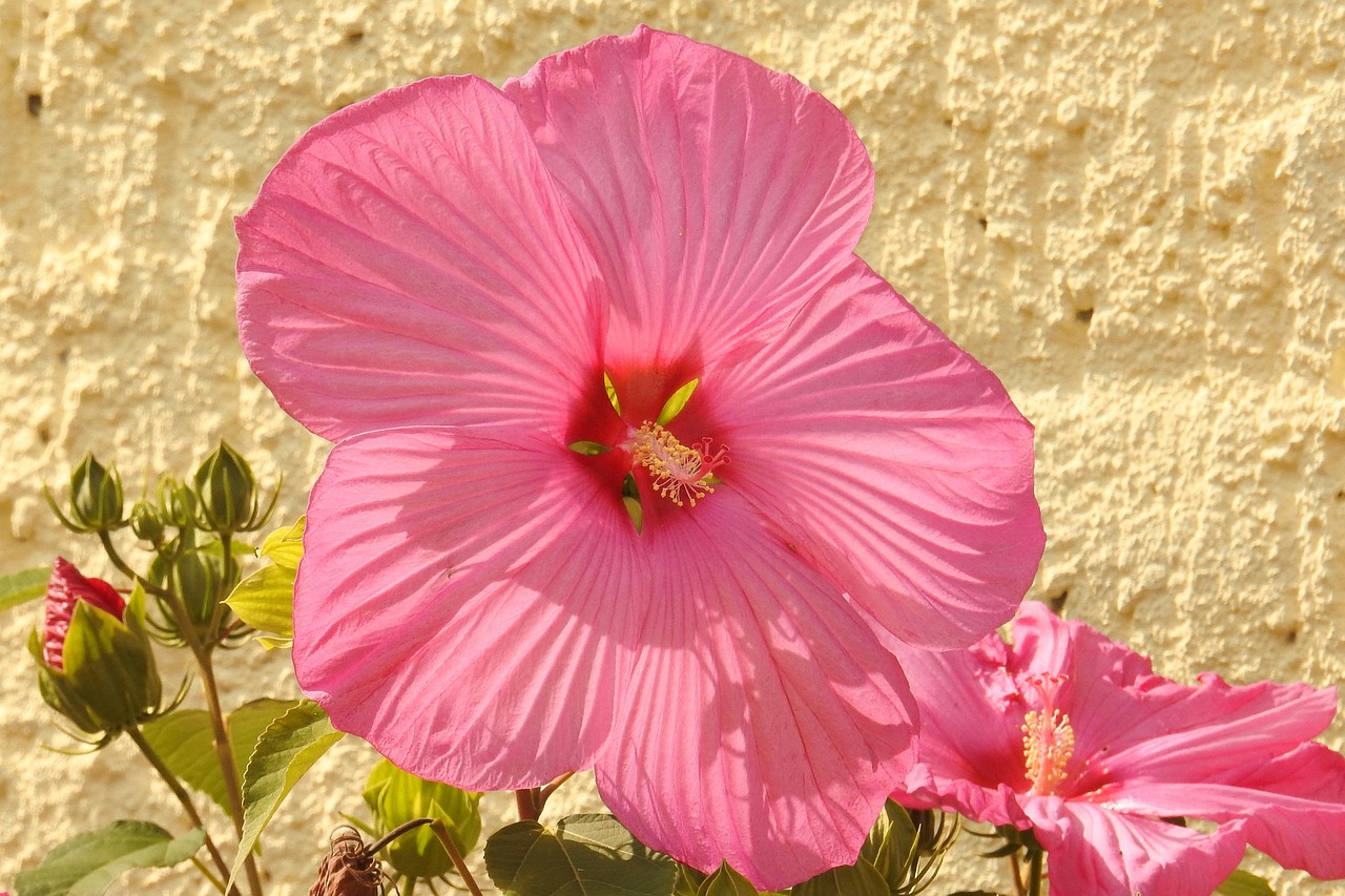 Hibiscus Flower Giant - Free photo on Pixabay