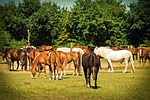 horses, animal, nature