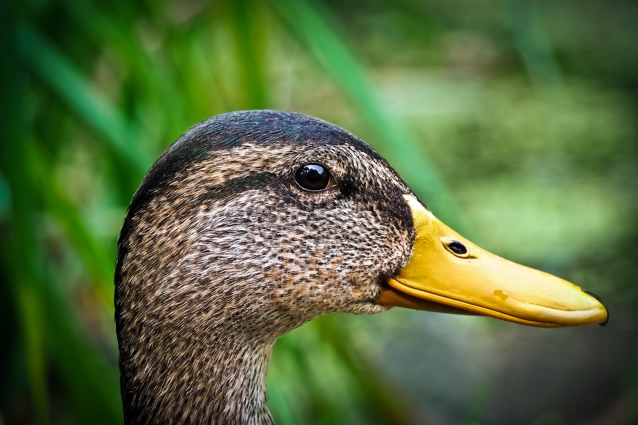 7+ Free Duckbills & Duck Images Pixabay