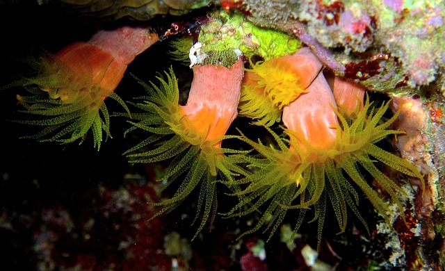 Anemonen, Duiken, Rode Zee
