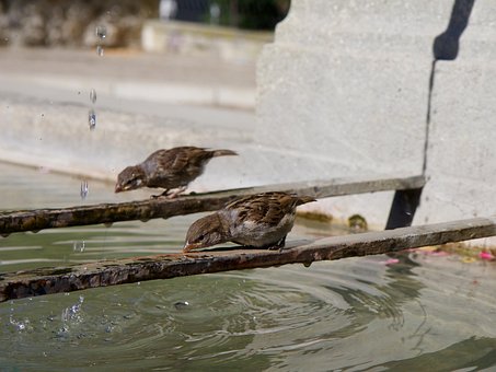 Spurve, Springvand, Drikke, Fugle