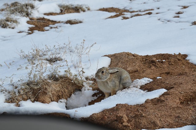 Free Cottontail Rabbit Bunny photo and picture