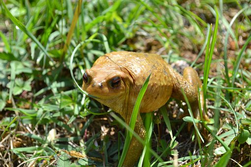 Kröte, Frosch, Amphibie, Gras, Sommer