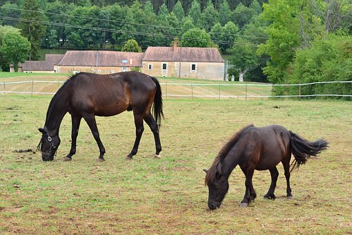 Pferd, Pony, Prärie, Pre, Schäfer