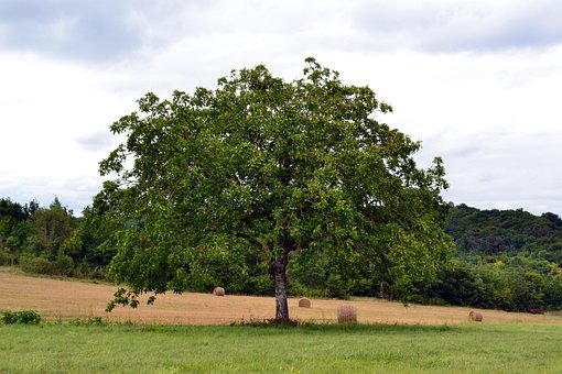 Baum, Natur, Feld, Sommer, Wolken