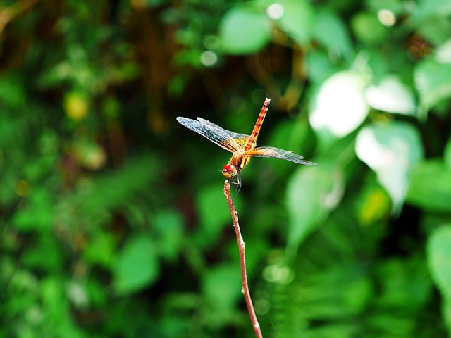 Free Dragonfly Red Dragonfly photo and picture