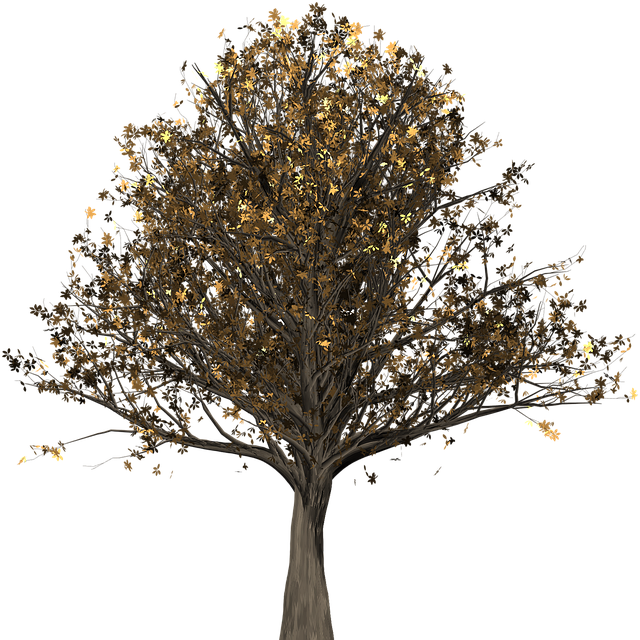 Baum, Eiche, Isoliert, Quercus