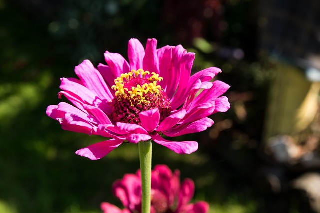 Free Flower Plant photo and picture