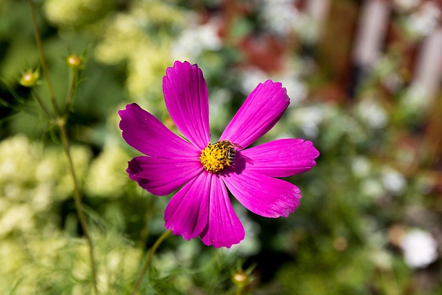 Free Bee Flower photo and picture
