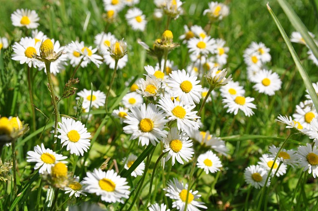 Free Daisy Meadow photo and picture