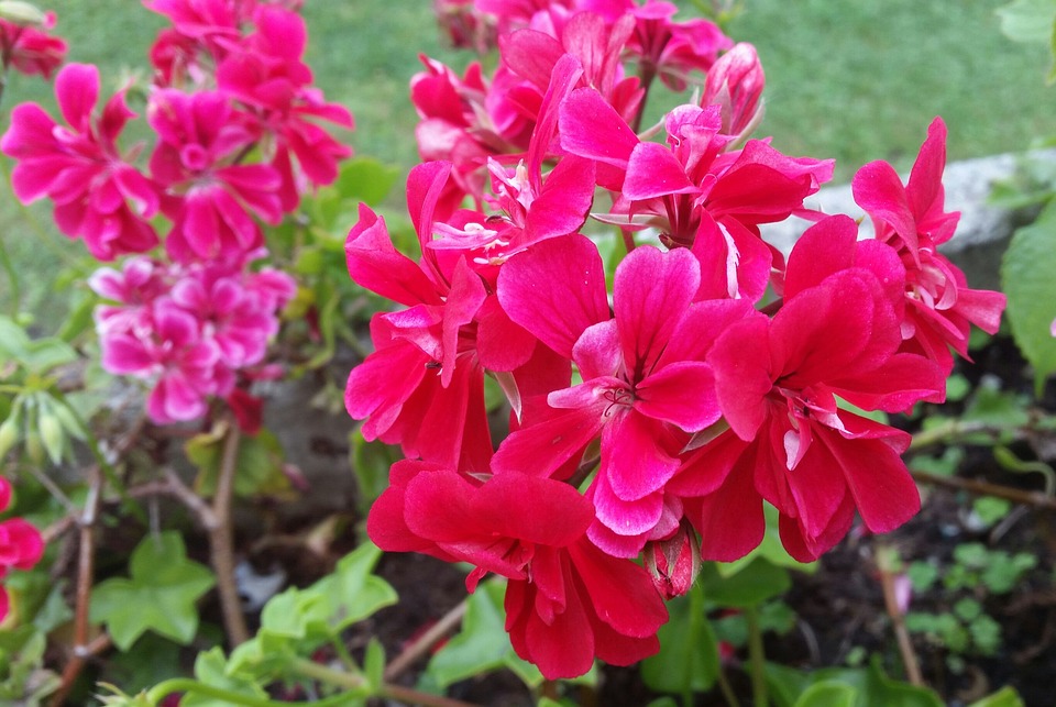 Fleurs Rouges Populaires Fleurs Rouge Fleur La - Photo gratuite sur Pixabay - Pixabay