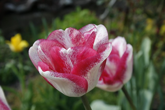 Tulpe, Frühling, Weiß, Rosa, Geflammt