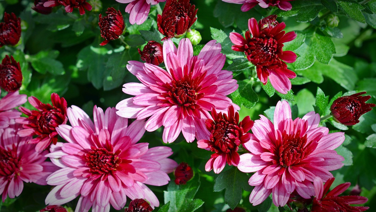 Chrysanthemums Flower Plant Free photo on Pixabay Pixabay