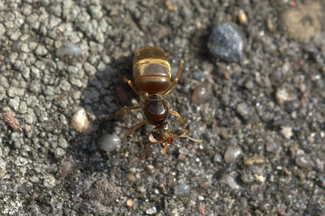 Fourmi Insecte Reine Des Fourmis Fourmi Insecte - Photo gratuite sur Pixabay