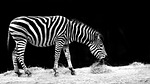 zebra, animal, black and white
