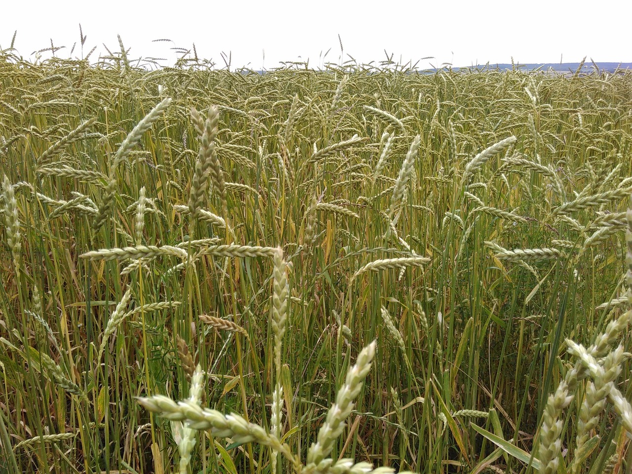 Spelt Cornfield Organic Free Photo On Pixabay