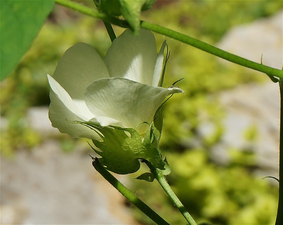 綿花オープニング コットン 花 Pixabayの無料写真