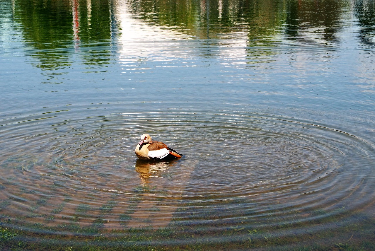 Goose Pond Ripples Free photo on Pixabay Pixabay