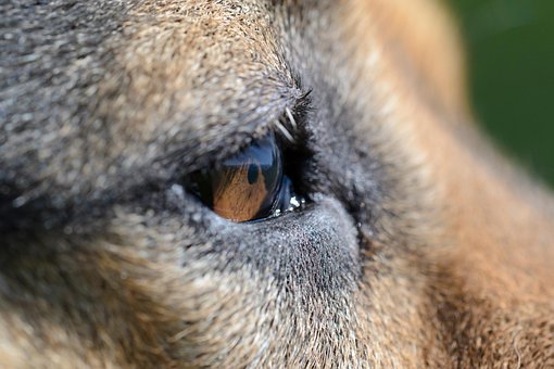 Free Dog Eye photo and picture