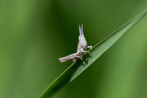 Free Grasshopper Insect photo and picture