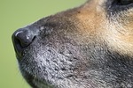dog, sear, detail