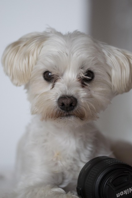 Free Dog Thoroughbred photo and picture