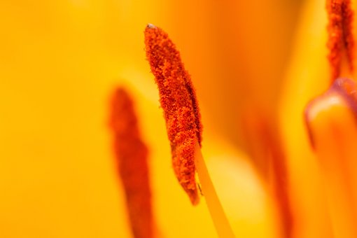 Free Flower Plant photo and picture