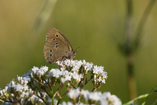Free Butterfly Bloom photo and picture