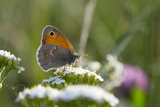 Free Butterfly Bloom photo and picture