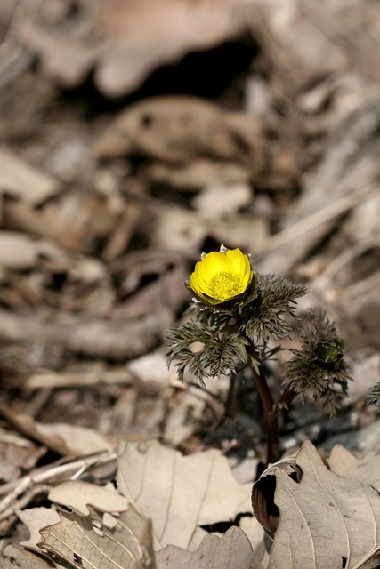 Free Wild Flower Flower Background photo and picture