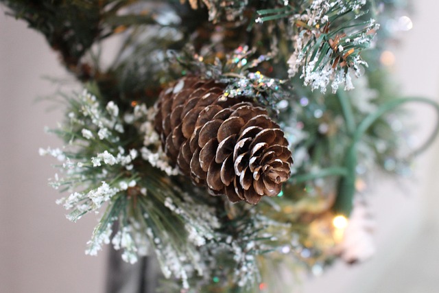 Free Christmas Pine photo and picture