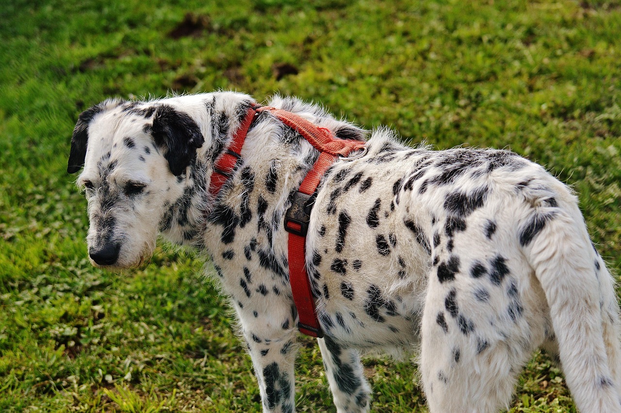 犬 動物 野生動物 - Pixabayの無料写真 - Pixabay