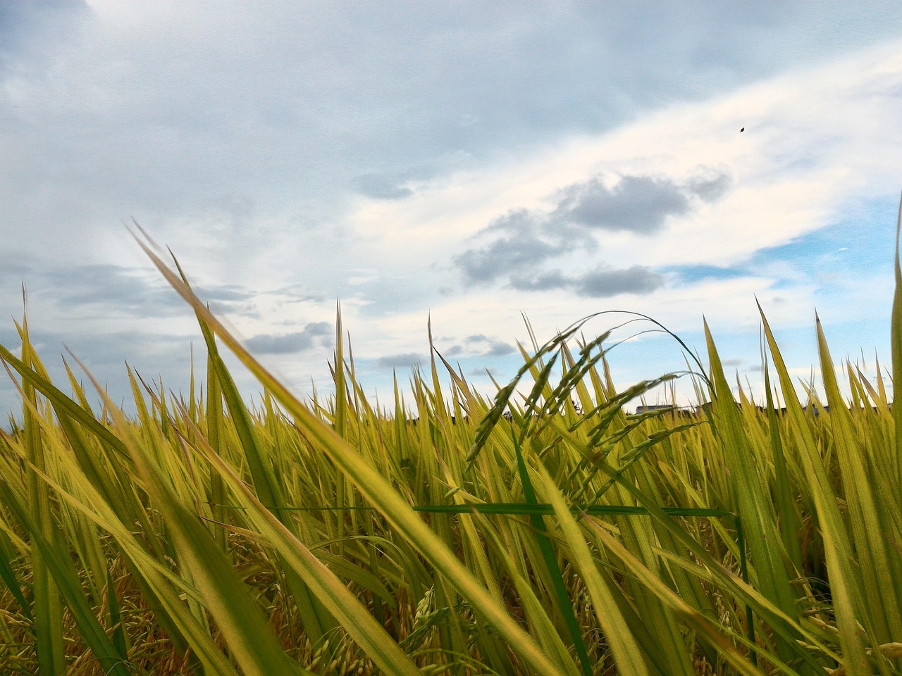 Paddy Field Sky Free photo on Pixabay Pixabay