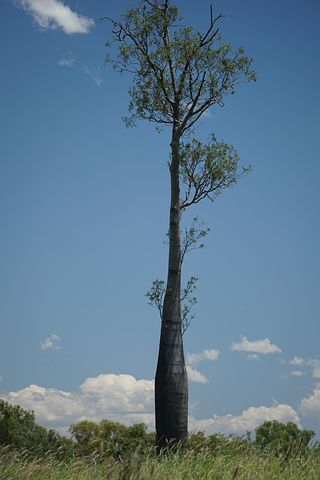 60+ Free Bottle Tree & Tree Images - Pixabay