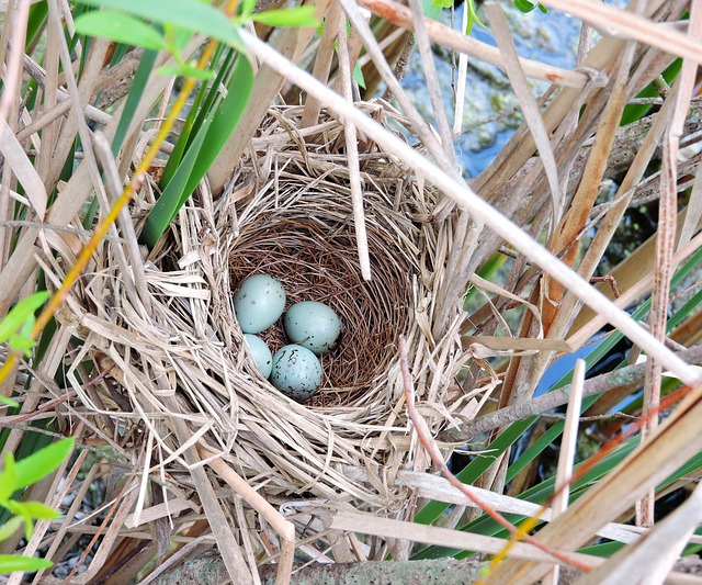 Free Red-Winged Black Bird Birds photo and picture