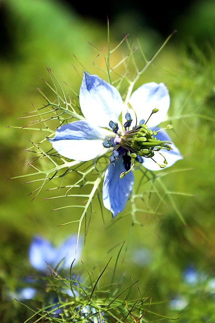 Free Blossom Bloom photo and picture