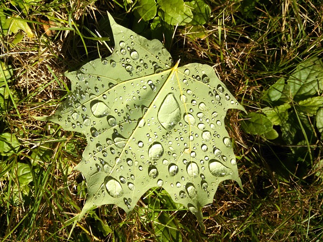 Free Leaf Water Droplets photo and picture