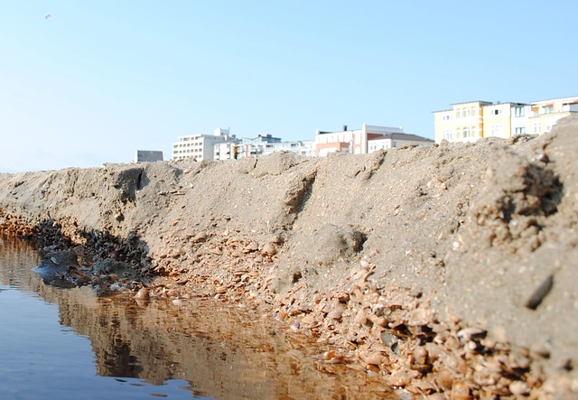 Free Sand Shellfish photo and picture