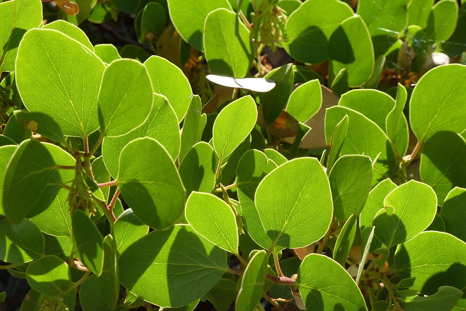 Manzanita Leaves Bright Green Free photo on Pixabay Pixabay