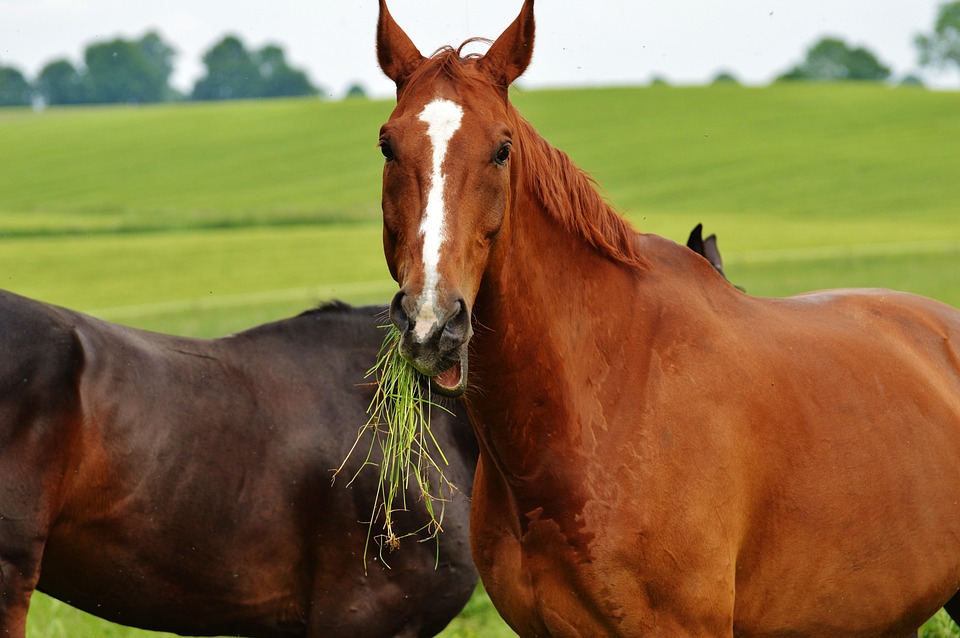 Horses As A Couple Coupling - Free photo on Pixabay - Pixabay